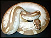 "Original" Platinum Ball Python