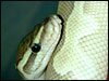 " Original " Platinum Ball Python