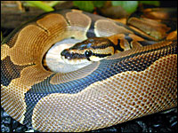 Reduced Pattern Ball Python