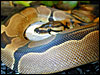 Reduced Pattern Ball Python