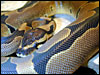 Reduced Pattern Ball Python