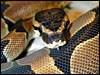 Reduced Pattern Ball Python