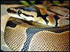 Reduced Pattern Ball Python