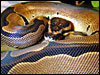 Reduced Pattern Ball Python