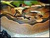 Reduced Pattern Ball Python