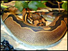 Reduced Pattern Ball Python