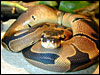 Reduced Pattern Ball Python