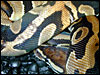 Ringer Ball Python