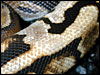 Ringer Ball Python