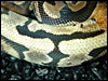 Ringer Ball Python