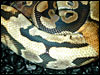 Ringer Ball Python