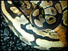 Ringer Ball Python