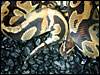 Ringer Ball Python