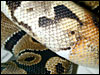 Ringer Ball Python