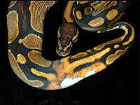 Ringer Ball Python