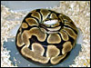 Tiger Ball Python on eggs