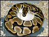 Tiger Ball Python on eggs