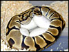 Tiger Ball Python on eggs