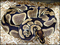 Tiger Ball Python