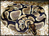 Tiger Ball Python