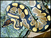 Tiger Ball Python