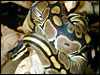 Tiger Ball Python