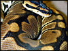 Tiger Ball Python