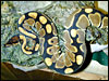 Tiger Ball Python