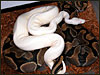 The "First" VPI Snow Ball male breeding a DH Snow female in 2003