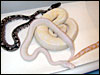 2002 VPI Snow Ball with Jolliff Snow, VPI Axanthic and Albino