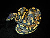 Double Het Arctic x Burgundy Ball Python