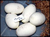 03 clutch # 40........5 eggs............see the tick!!!