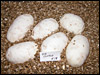 03 clutch # 18..........6 eggs.........from breeding a "English Axanthic" male to his "het" English Axanthic daughter