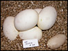 03 clutch # 20..........5 eggs and 1 slug.........from breeding a DH Arctic X Burgundy male to his mother Burgundy