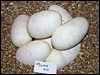 03 clutch # 21..........7 eggs.........from breeding a "English Axanthic" male to his "het" English Axanthic daughter
