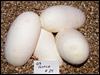 03 clutch # 24.......4 eggs.........from breeding an Axanthic "VPI" to an Albino female...........all babies will be DH for SNOW