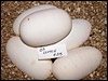 03 clutch # 25.........5 eggs........from breeding an aberrant female to a cool "Patternless Sided" male.....
