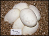 03 clutch # 26...........6 eggs from breeding a normal female to "my" Bumble Bee male..............:)