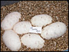 03 clucth # 27..........6 eggs from breeding a Reduced Pattern male to a Reduced Pattern female
