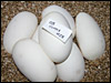 03 clutch # 28...........7 eggs from breeding an Albino male to a 50% poss het Albino female