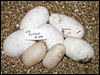 03 clutch # 29........5 eggs and 2 slugs.........from breeding a "Green Head" male to his "het" daughter