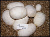 03 clutch # 31 ............7 eggs........from breeding a "English Axanthic" male to his het daughter