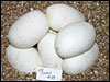 03 clutch # 33........7 eggs from breeding a "Bumble Bee" male to a normal female