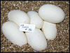 03 clutch # 36......6 eggs.....from breeding  DH Snow "Jolliff" X DH Snow "Jolliff"