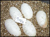 03 clutch # 42...........5 eggs.............from breeding a "Lesser Platty" male to a "Pantom / Mojave" female