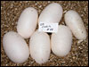 03 clutch # 44.......6 eggs.......from breeding a "Lesser Platty" male to a normal looking "Platty Sib" female