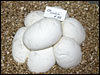 03 clutch # 45..........8 eggs.........from breeding an Albino male to a 50% poss het Albino female