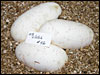 03 clutch # 46......3 eggs.......from breeding a Striped male to an Albino female