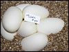 03 clutch # 47......7 eggs......from breeding an Albino male to a het Albino female