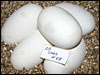 03 clutch # 48......5 eggs and 1 slug........from breeding a Granite male to a "Garnite Albino" female.........;)